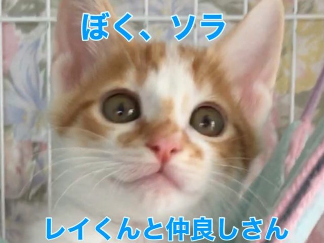 兄妹たちと良く遊びます❣️【ソラくん】