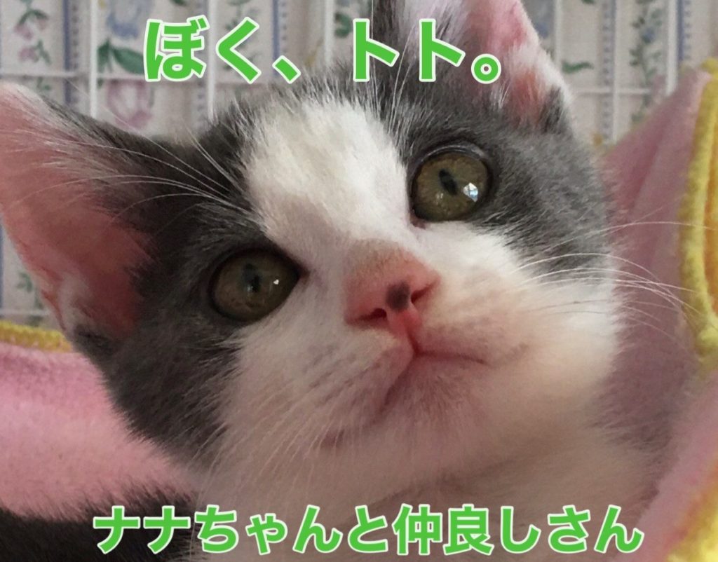 いちばん甘えん坊さんかも❣️【トトくん】