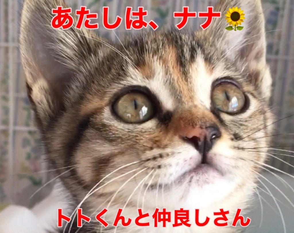 茶色混じりの可愛い女の子❣️【ナナちゃん】