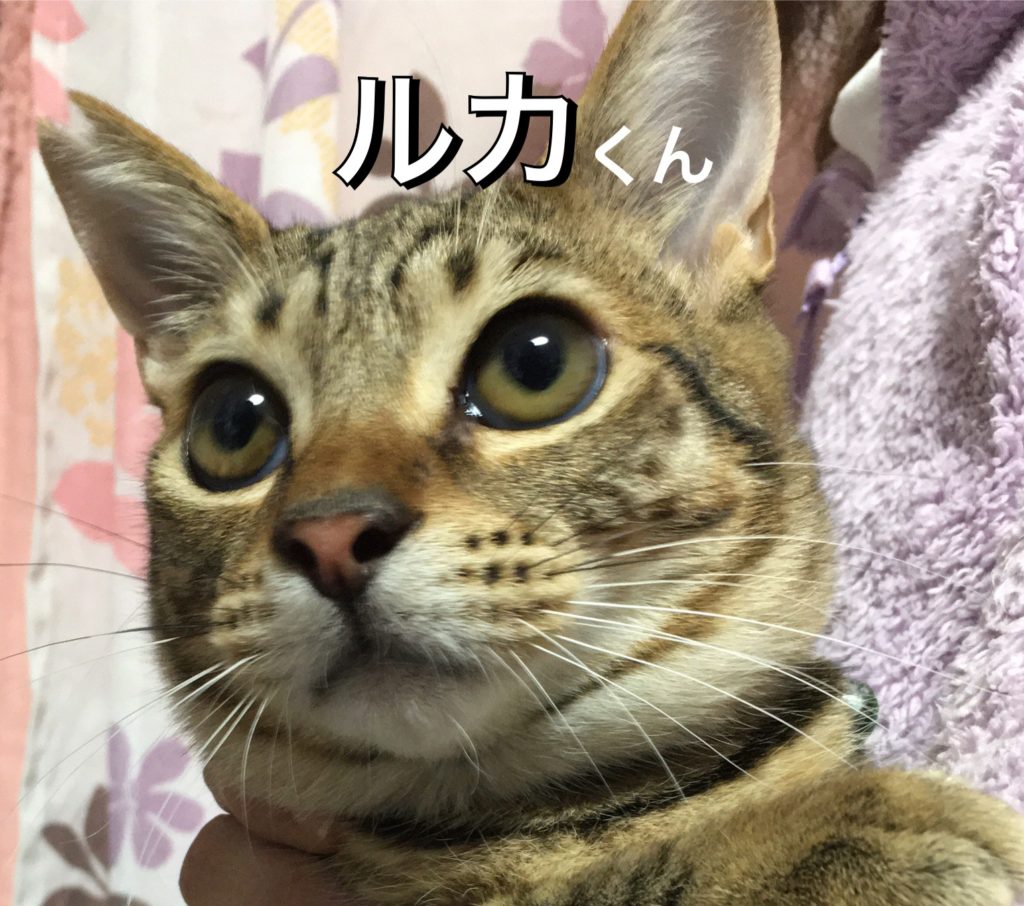 とても素直で穏やかな男の子【ルカ】