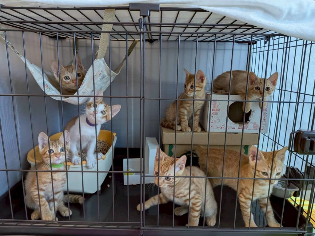 茶色い七つ子ベルちゃんファミリー