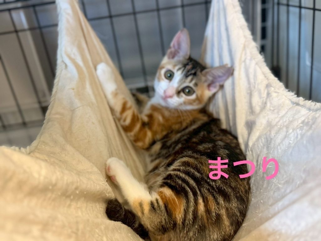 遊ぶの大好きお転婆ガール【まつり】