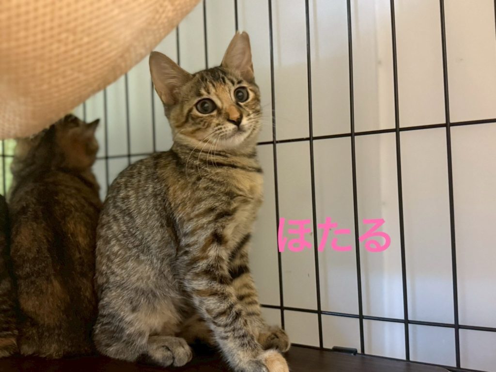 控えめだけどなでなで大好き🩷【ほたる】