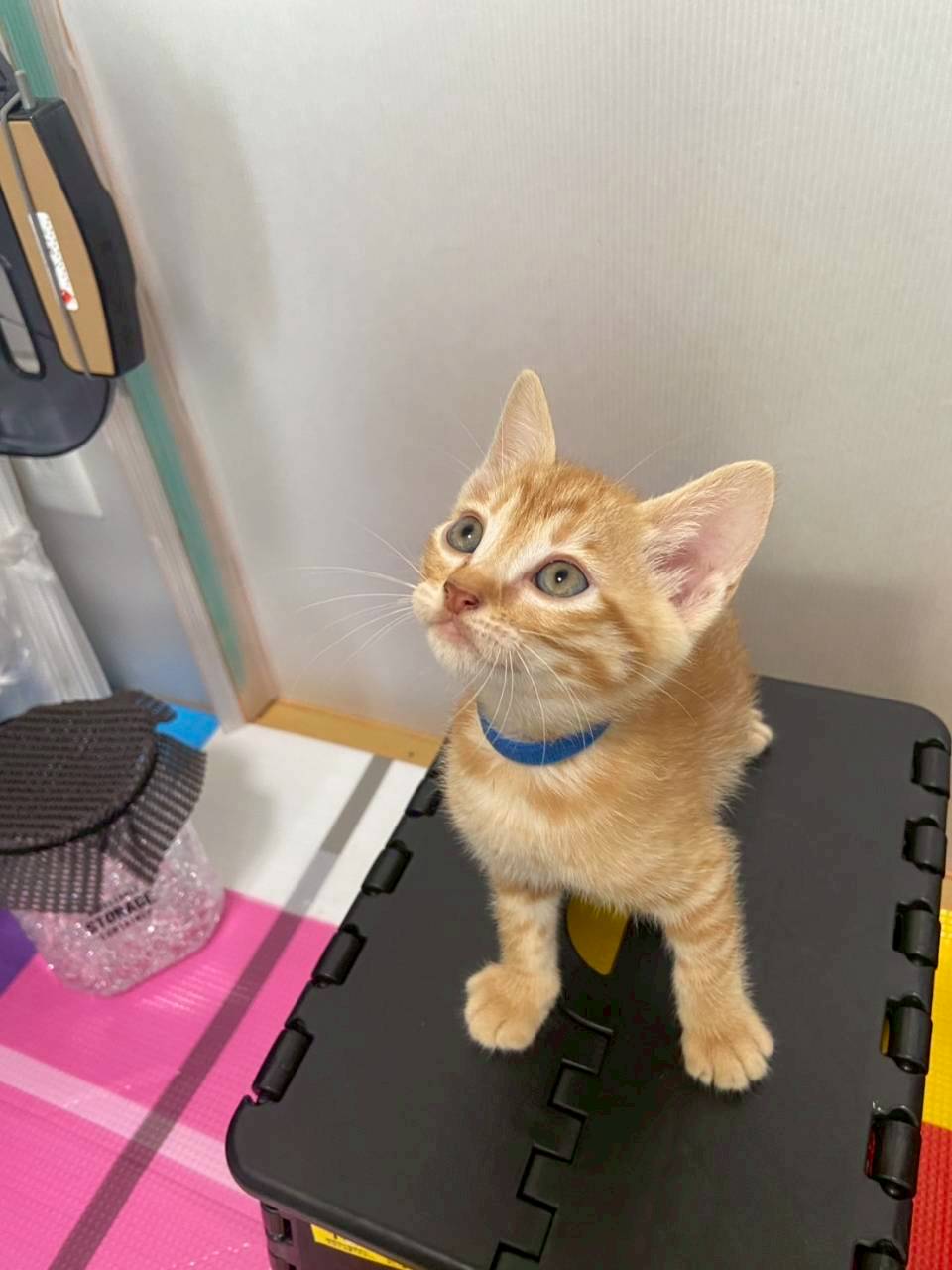 茶色い七つ子ベルちゃんファミリー | チーム犬・猫＠かわさき