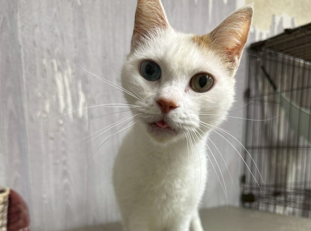 撫でられるの大好き！甘えん坊な女の子【浜子】