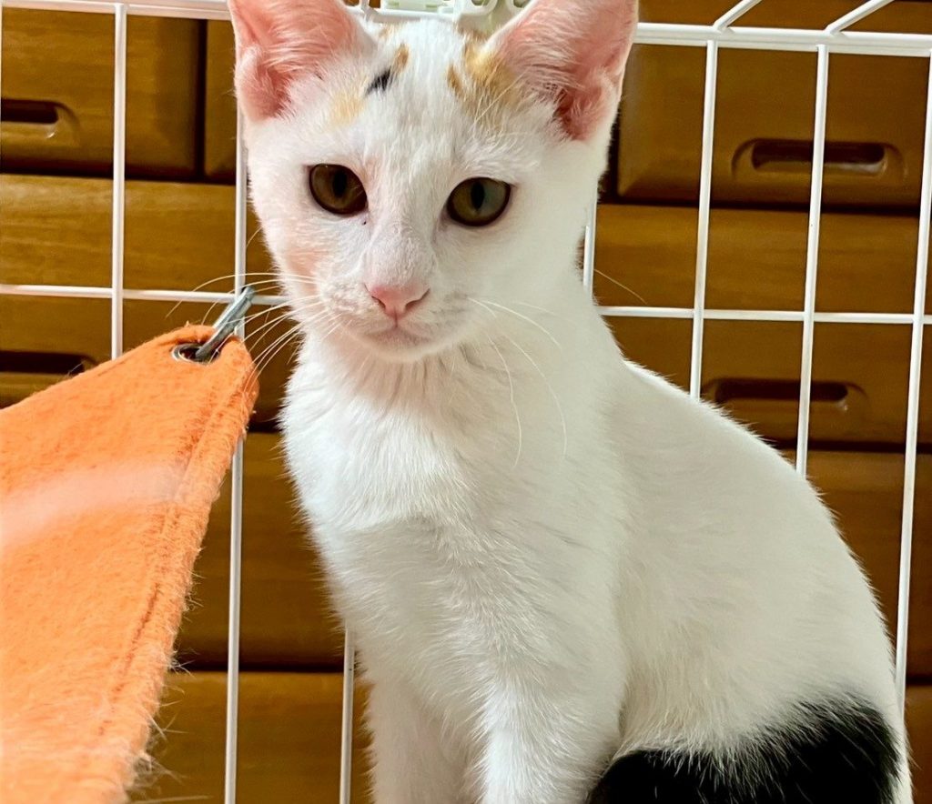 ちょっと強気なお姫様☆【ミケ】