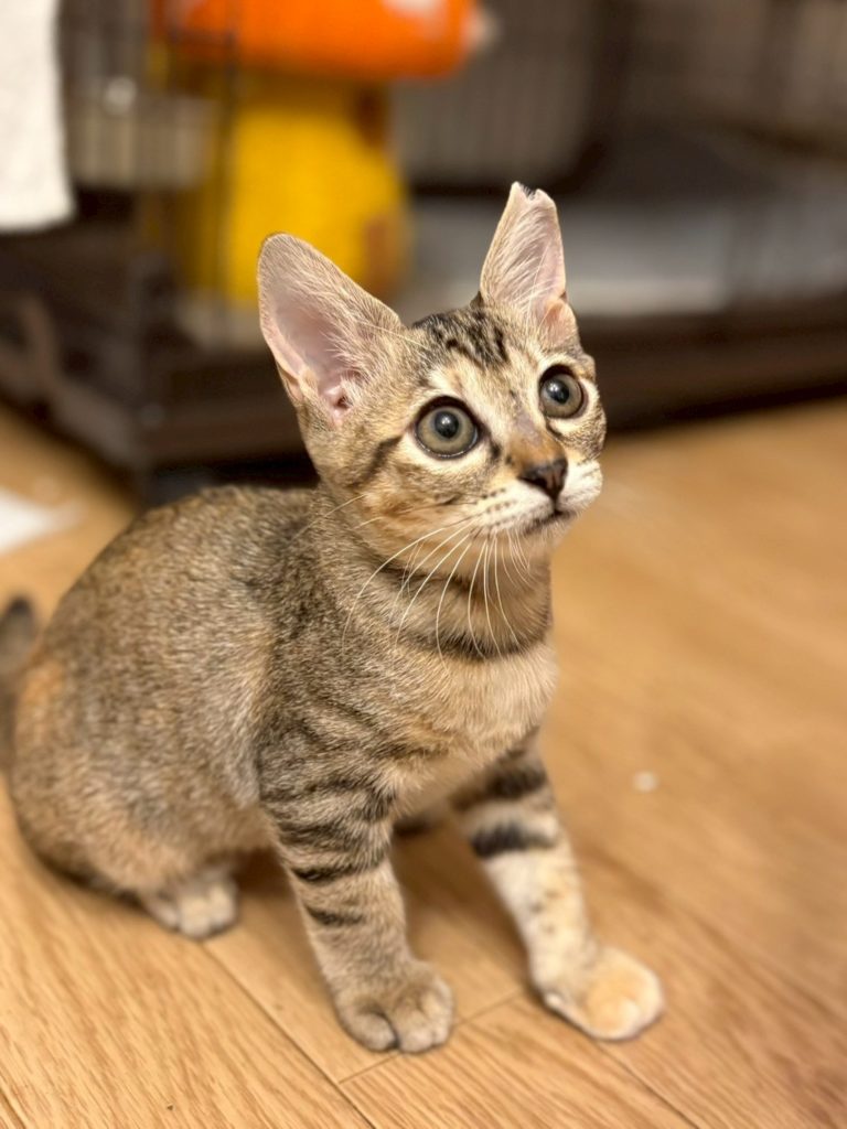 甘えん坊な癒し系女子【おちゃめ】