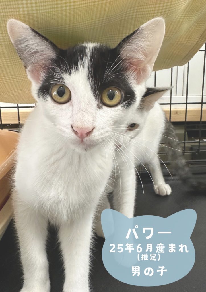 食いしん坊な男の子【パワー】