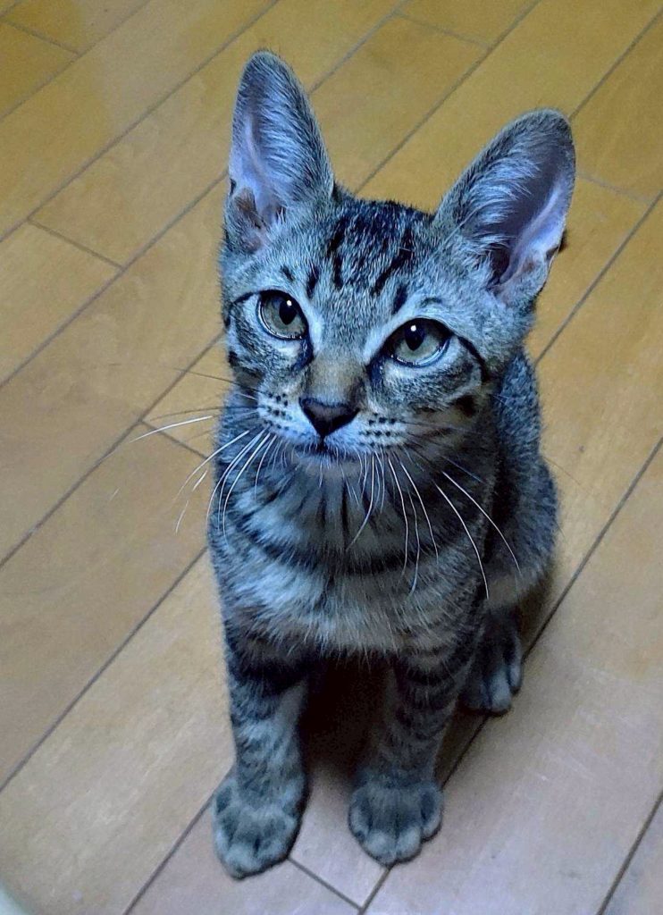 臆病だけどそばが好き=^_^=遊んで💛撫でて💛【せと】