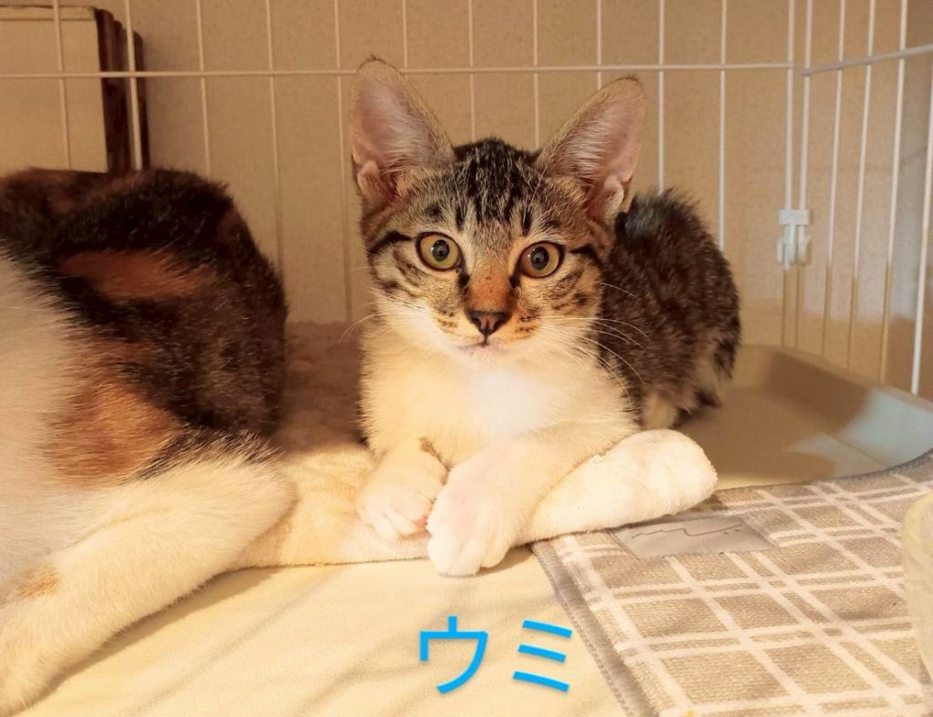 穏やかで控えめ、遊びは激しい！【ウミ】