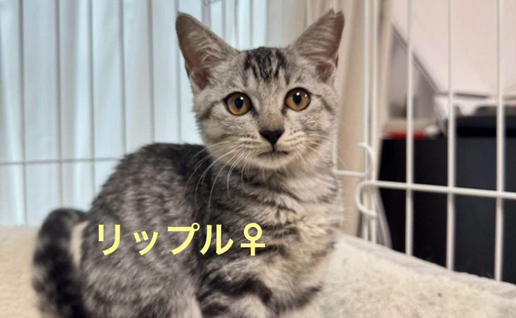 ちょっとビビりのゴロゴロちゃん【リップル】