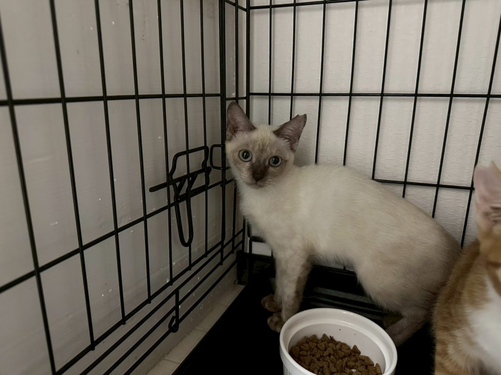 控えめな美しい姉妹【Lani】