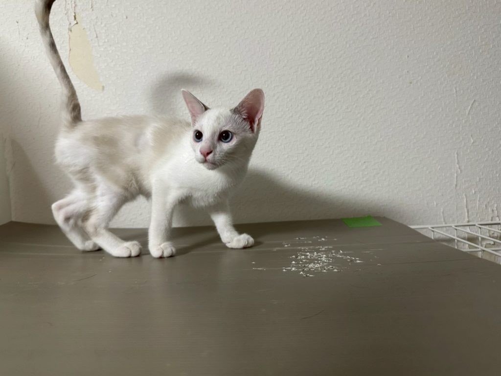 おてんば姉妹【メファ】