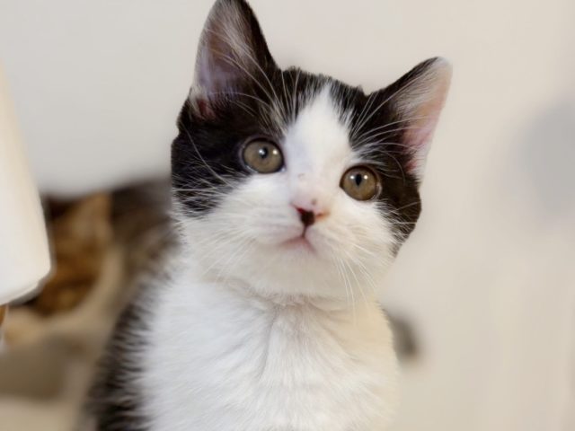 小柄なお転婆ガール【める】