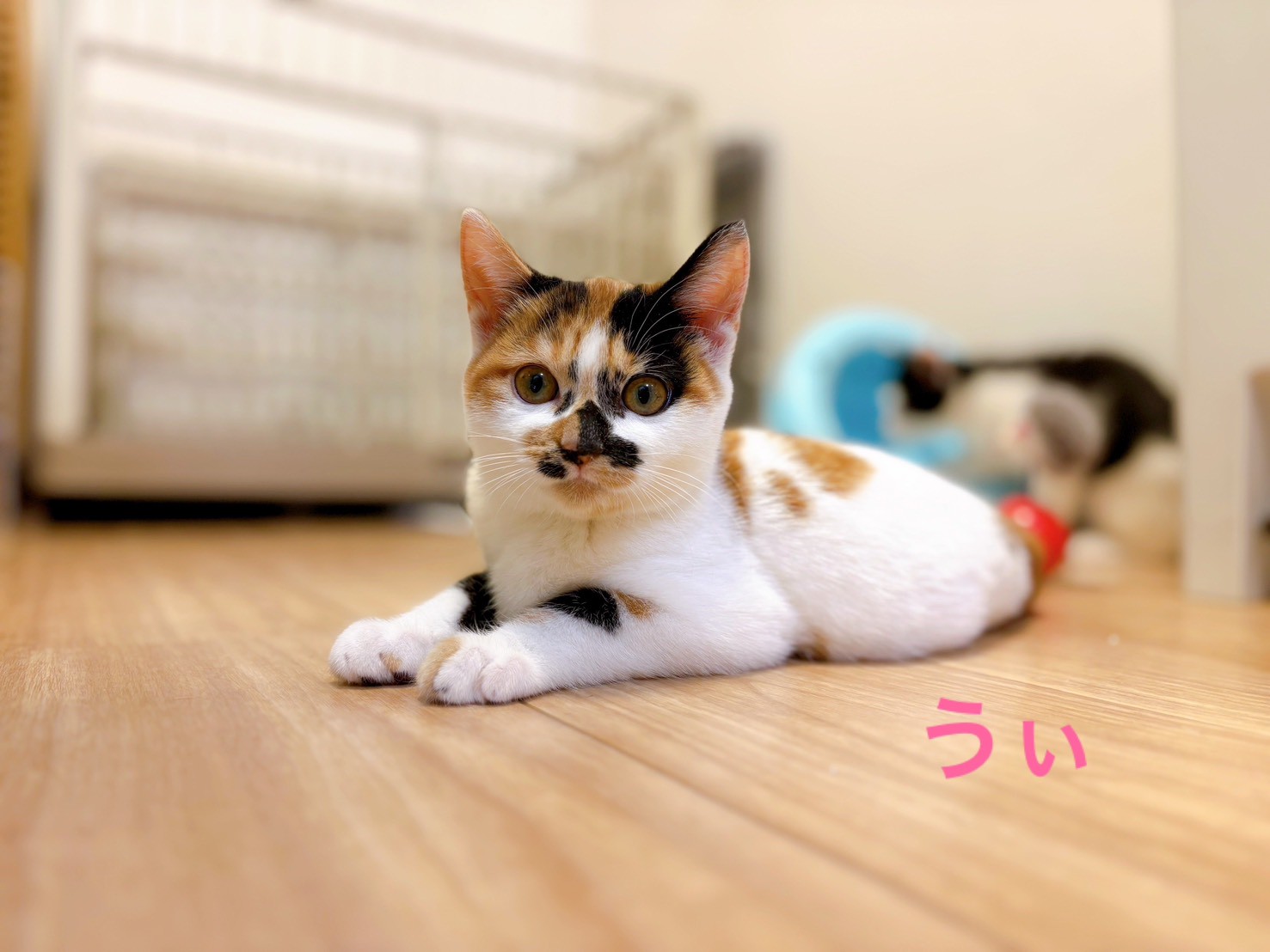 ちょっと控えめ。柄が可愛い三毛ちゃん【うぃ】 | チーム犬・猫＠かわさき