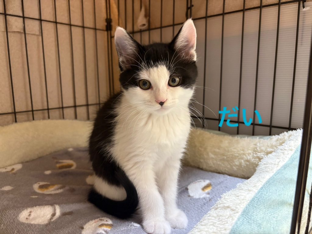 元気いっぱい！コロコロなやんちゃボーイ【だい】