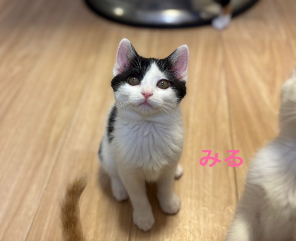 小柄なお転婆ガール【みる】