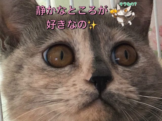 鼻ぺちゃまんまるお顔がキュート♡【グレイス（Grace）】