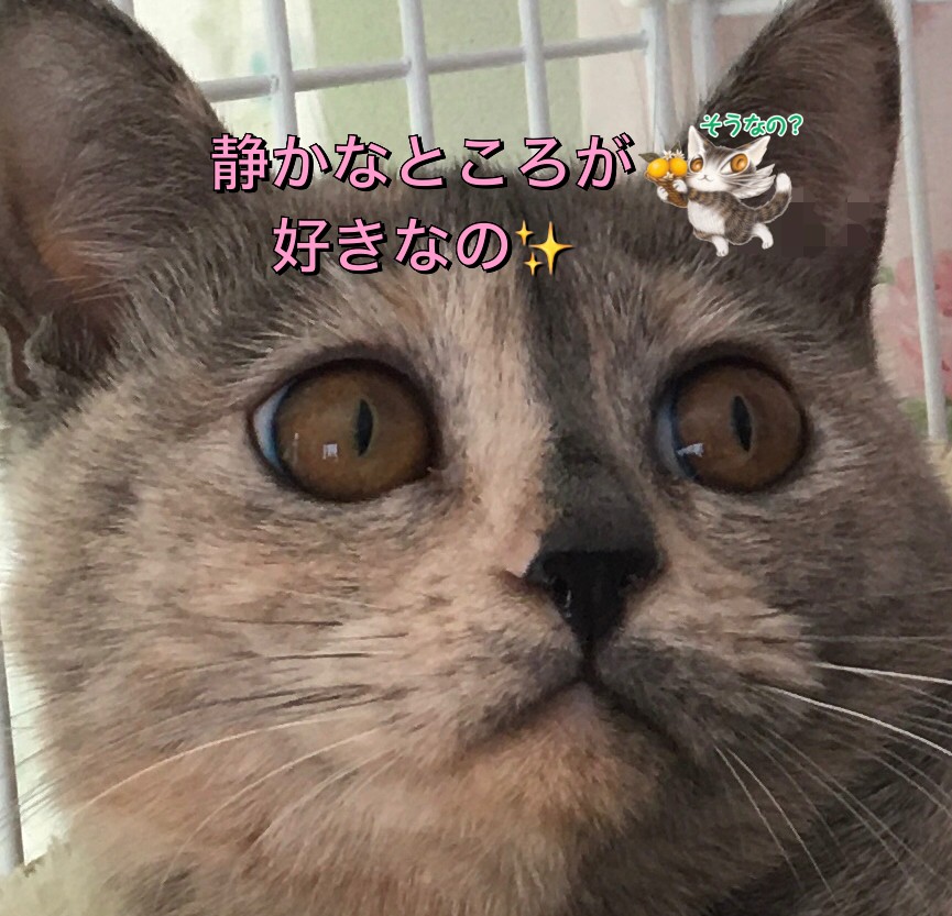 鼻ぺちゃまんまるお顔がキュート♡【グレイス（Grace）】