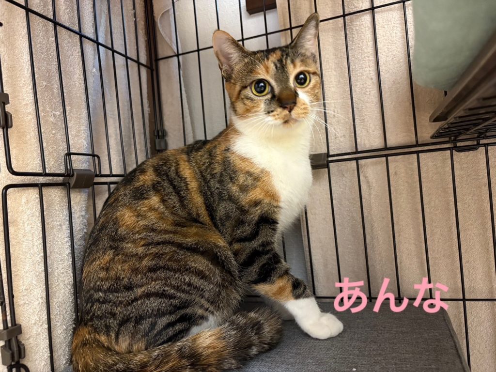 なでなで大好きなツンデレさん🩷