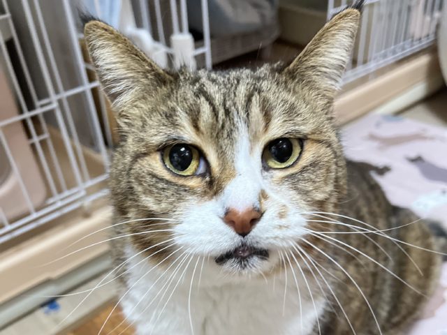 クールビューティーで甘え好きなギャップ萌え女子『梅』