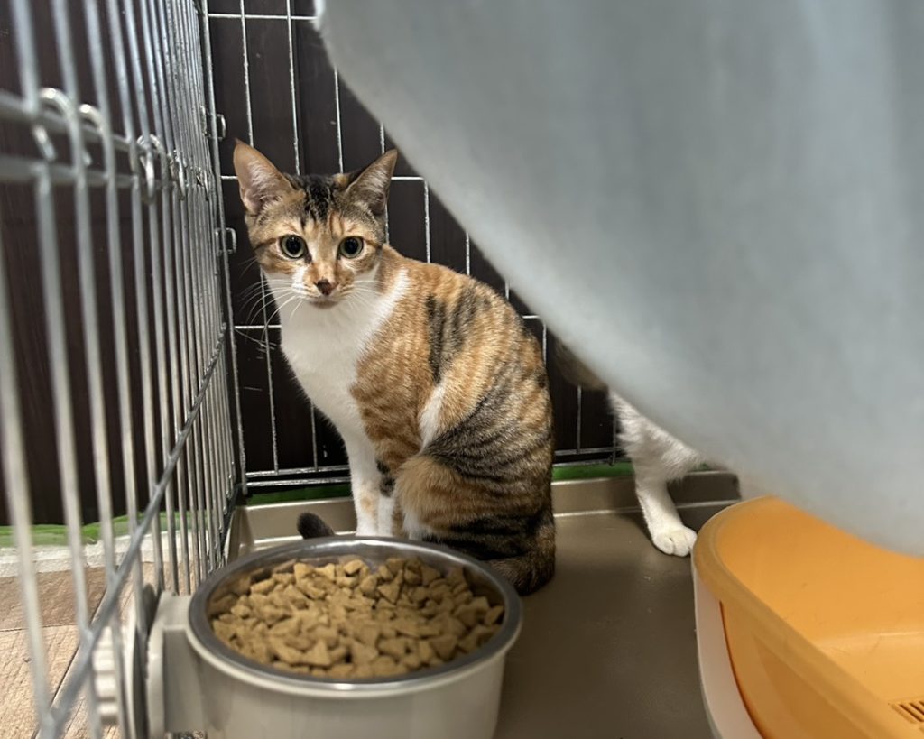 ものおじしない女の子【あまてらす】