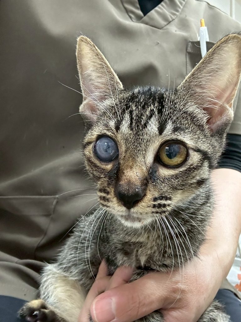 おてんばな女の子【ララ】