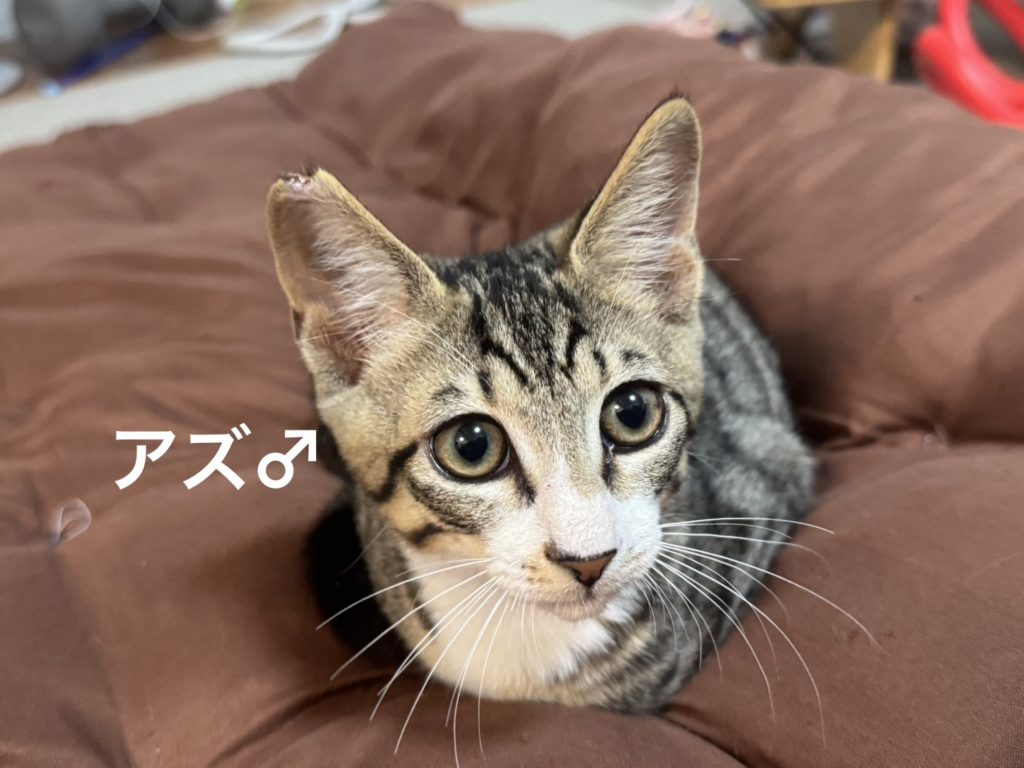 元気！ゴロゴロ♡6兄妹【アズ】