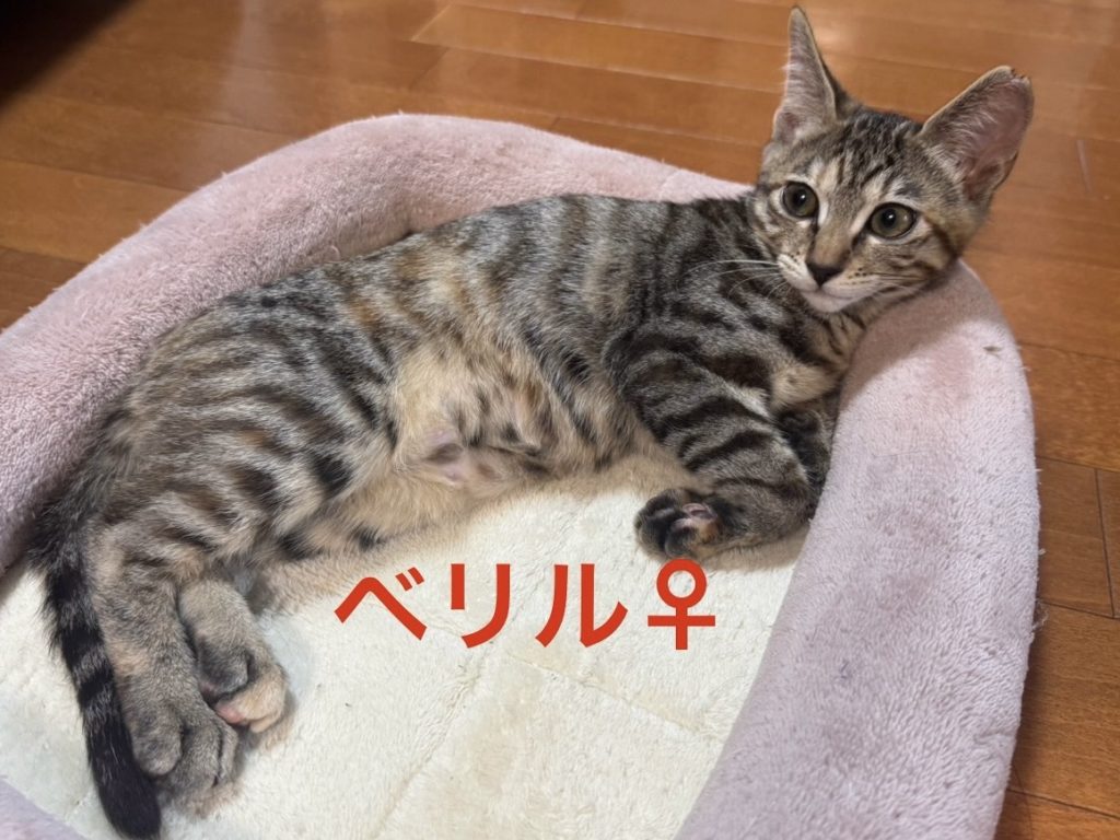 元気！ゴロゴロ♡6兄妹【ベリル】