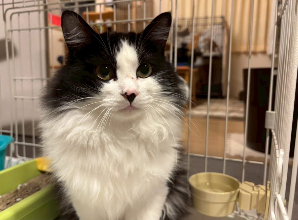 不器用だけど温和でマイペース【ココ壱】