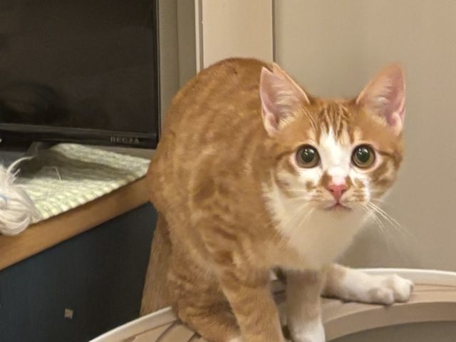 なでられるの大好き！甘えん坊な男の子【Laki】