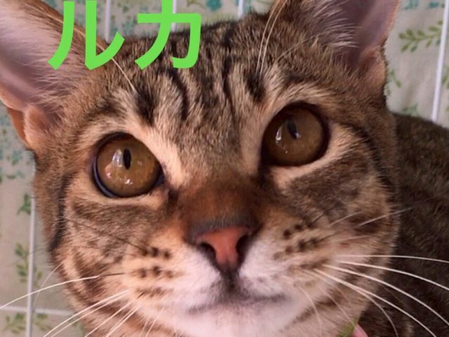 とても素直で穏やかな男の子【ルカ】