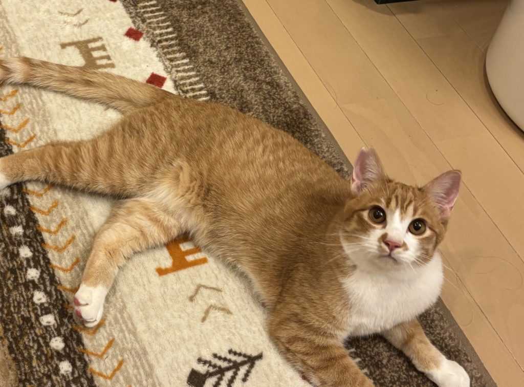 撫でられるの大好き！甘えん坊な男の子【Leo】