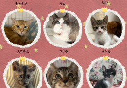 活動報告 (Instagramの投稿（4_5）)_20251231_104035_0000