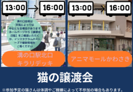 譲渡会お知らせ (4)