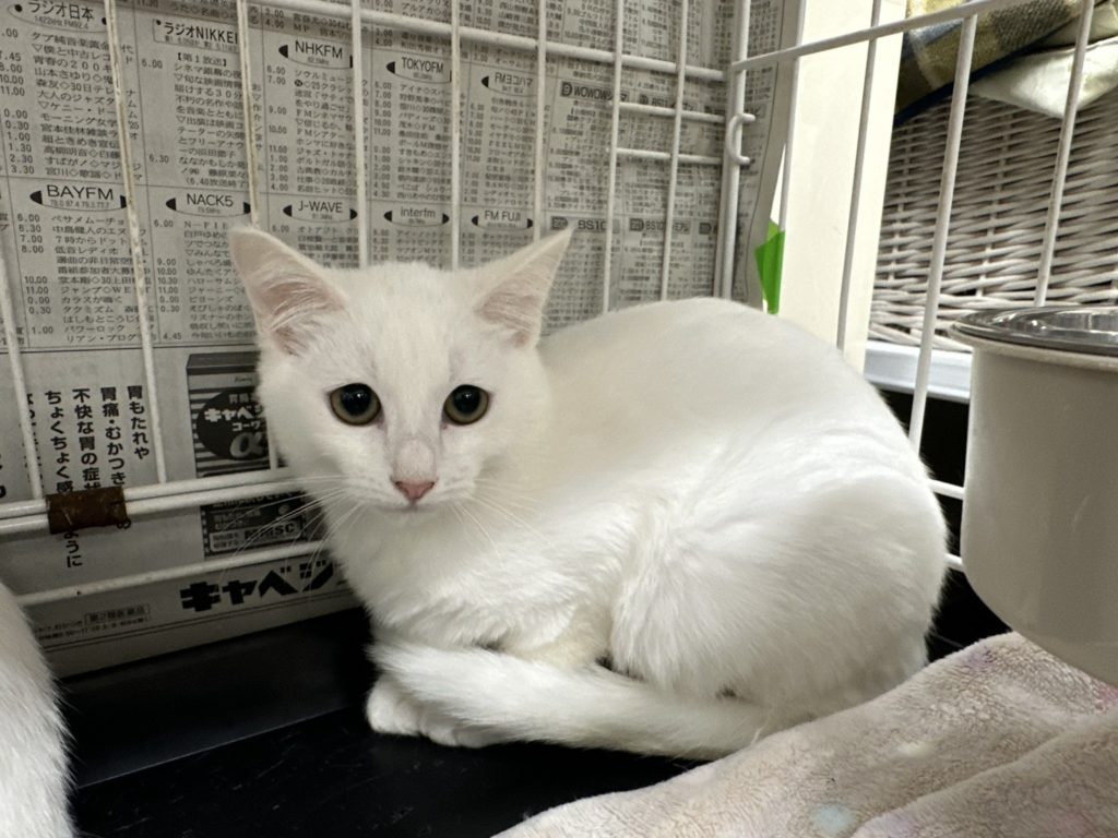 イエロー💛アイのキレイな女の子【セブン】