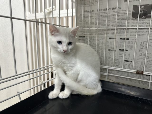 ブルー🩵アイのキレイな男の子【イレブン】