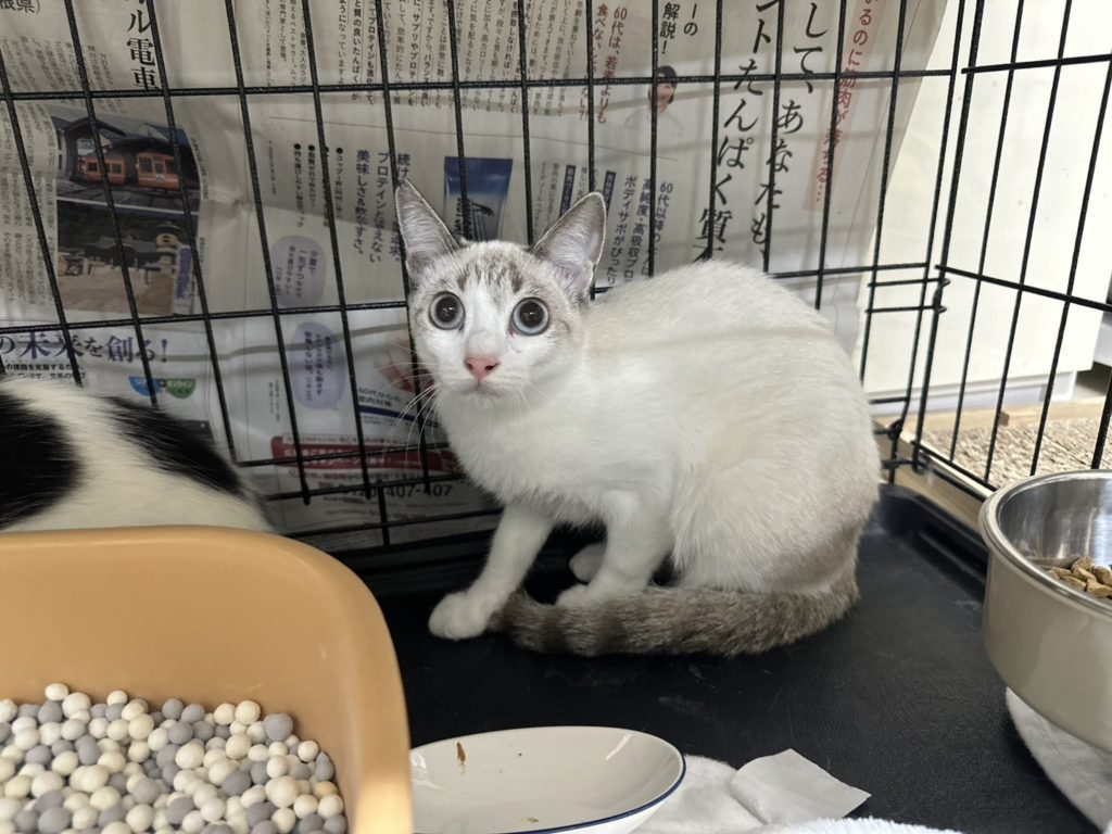 キレイなシャムミックスの女の子【キャンディキャンディ】