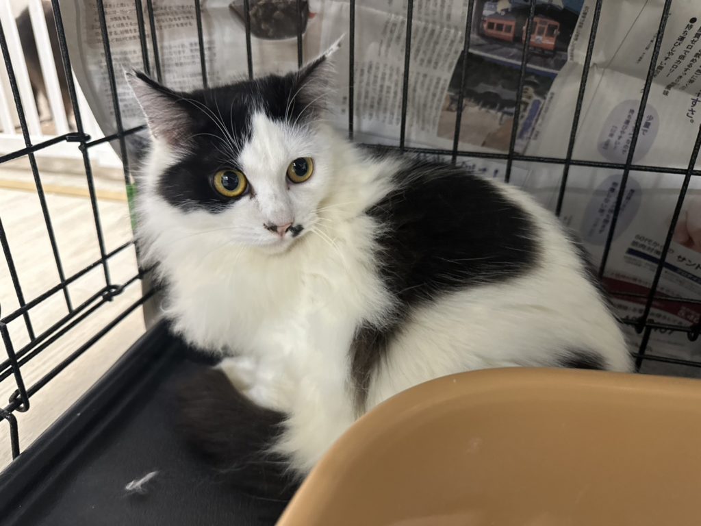 ふあふあが美しい男の子【フラットホワイト】