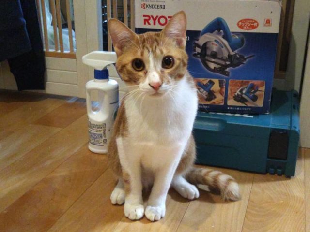 元気いっぱい賢いわんぱく小僧【せいりゅー(青龍)】