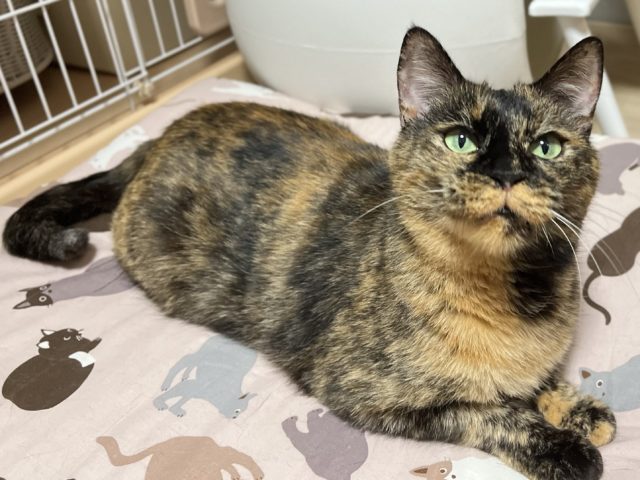 無邪気な甘えん坊【珊瑚】