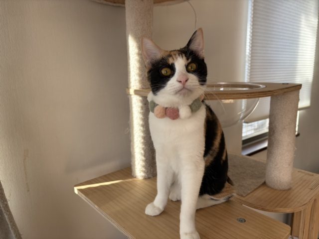 好奇心旺盛なお転婆娘【すもも】