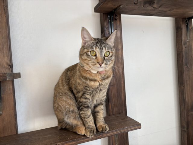 人も大好きな優しいママ【あかり】