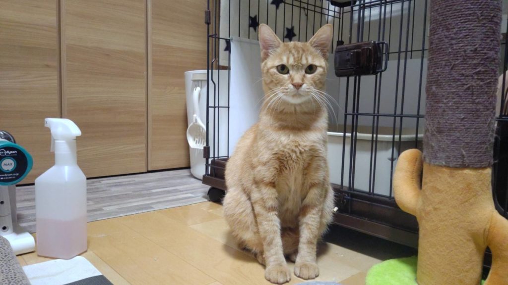 食いしん坊な肝っ玉母ちゃん【ベル】