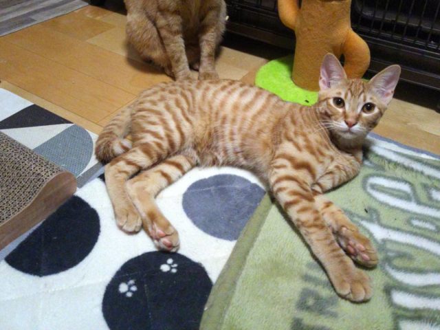 超やんちゃな食いしん坊【礼】