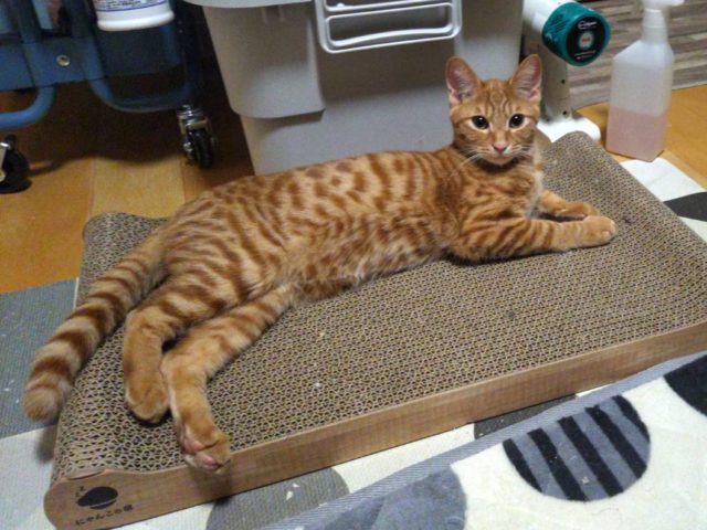 ちょっとおっとり礼には負けるが元気いっぱい【信】