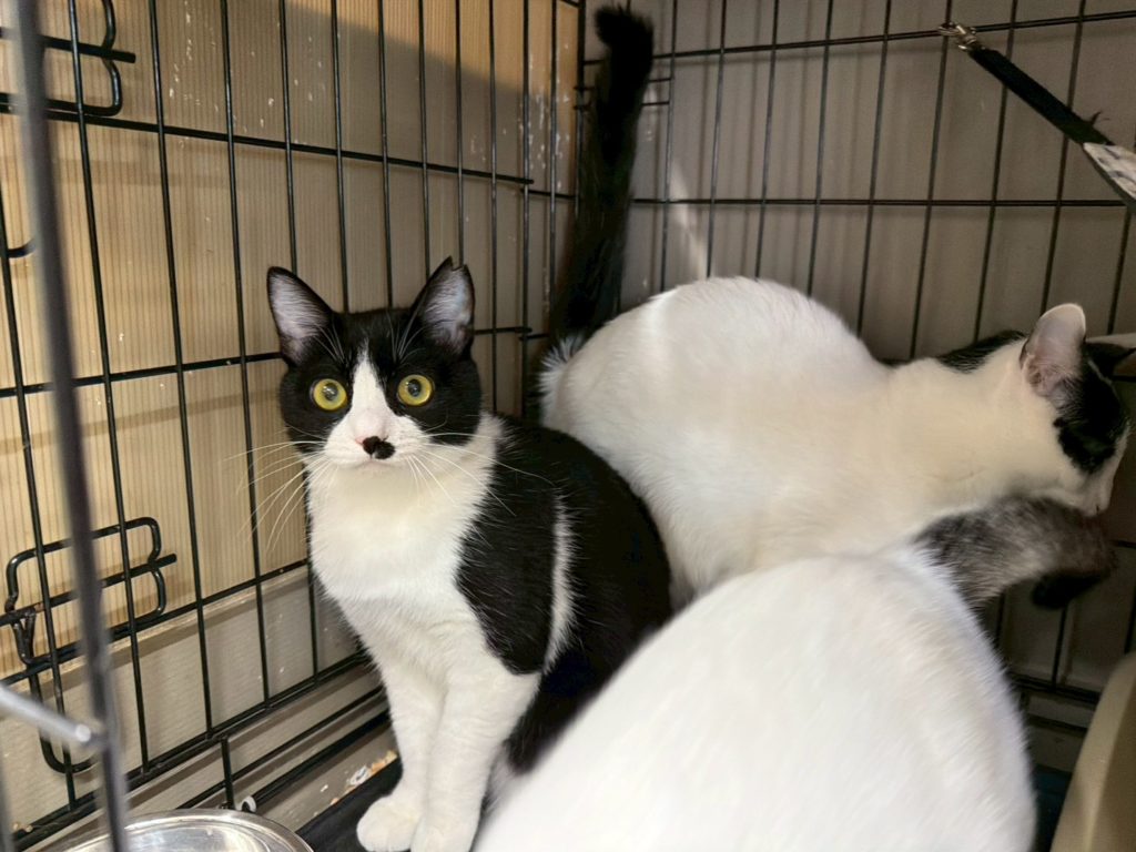 きれいなハチワレの美人さん【おりひめ】