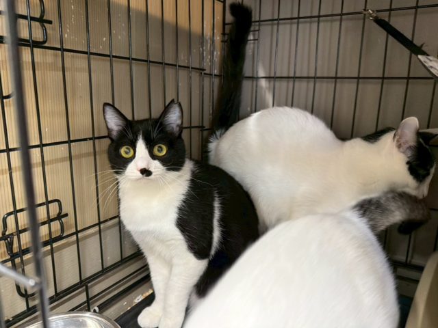 きれいなハチワレの美人さん【おりひめ】