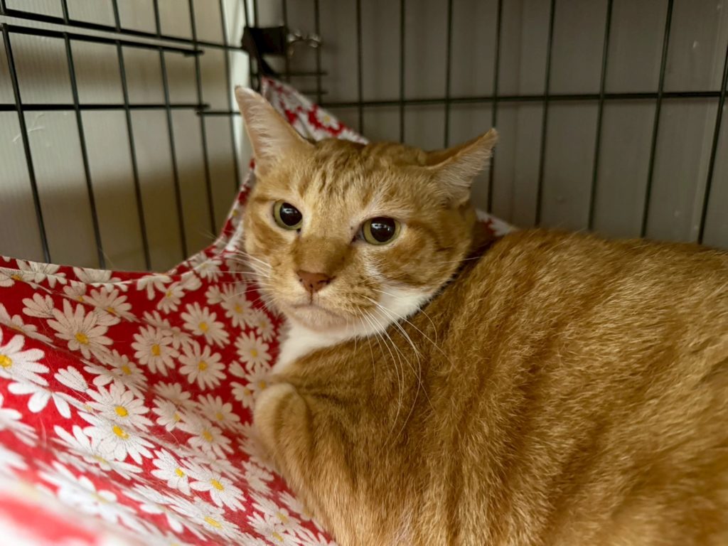 ぽっちゃりボディが魅力的な女の子【つばき】