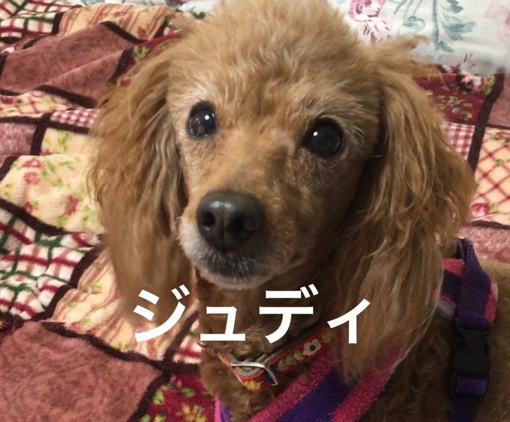 ベタベタ甘えんぼワンズ【ジュディ】